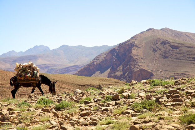 amazight burro / above todra gorge, morocco