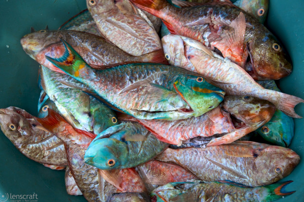 parrot fish / archipiélago de san bernardo, colombia