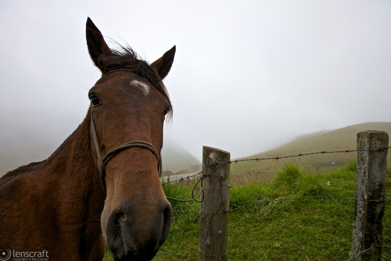 horse in the fog / los nevados, colombia