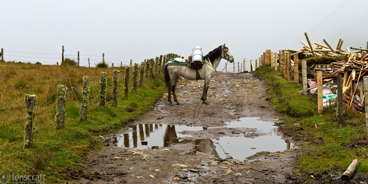 milk horse / los nevados, colombia